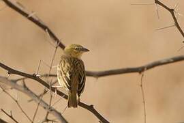 Black-headed Weaver