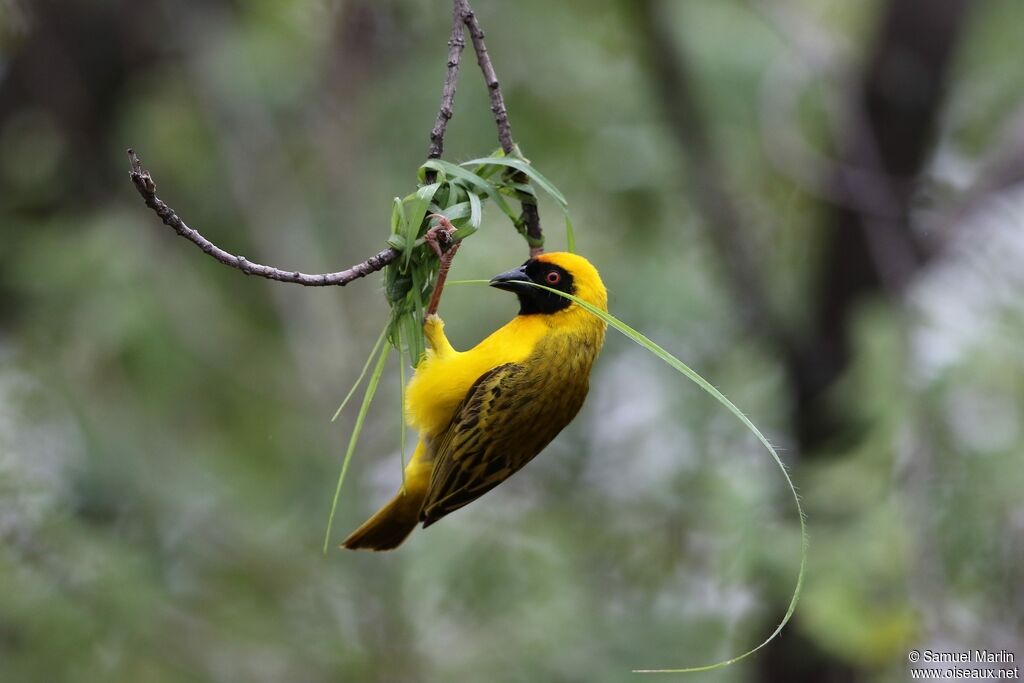 Southern Masked Weaveradult