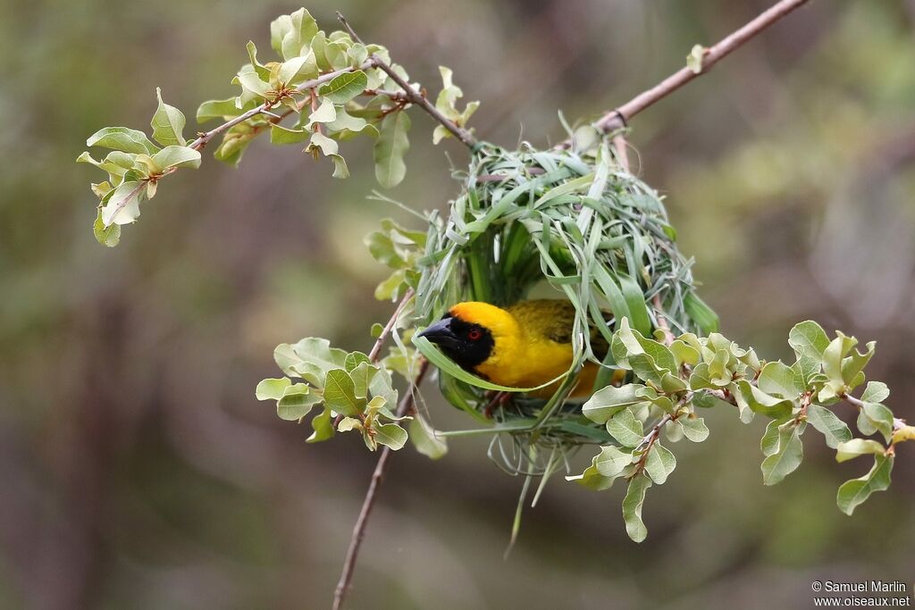 Southern Masked Weaveradult