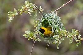 Southern Masked Weaver