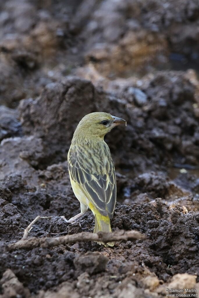 Southern Masked Weaver female adult