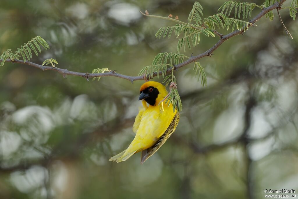 Southern Masked Weaver male adult