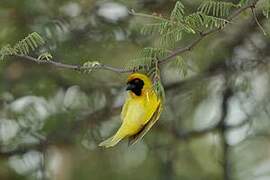 Southern Masked Weaver