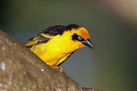 Baglafecht Weaver