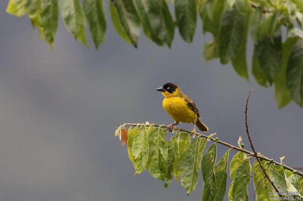 Baglafecht Weaver