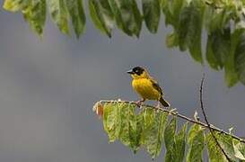 Baglafecht Weaver