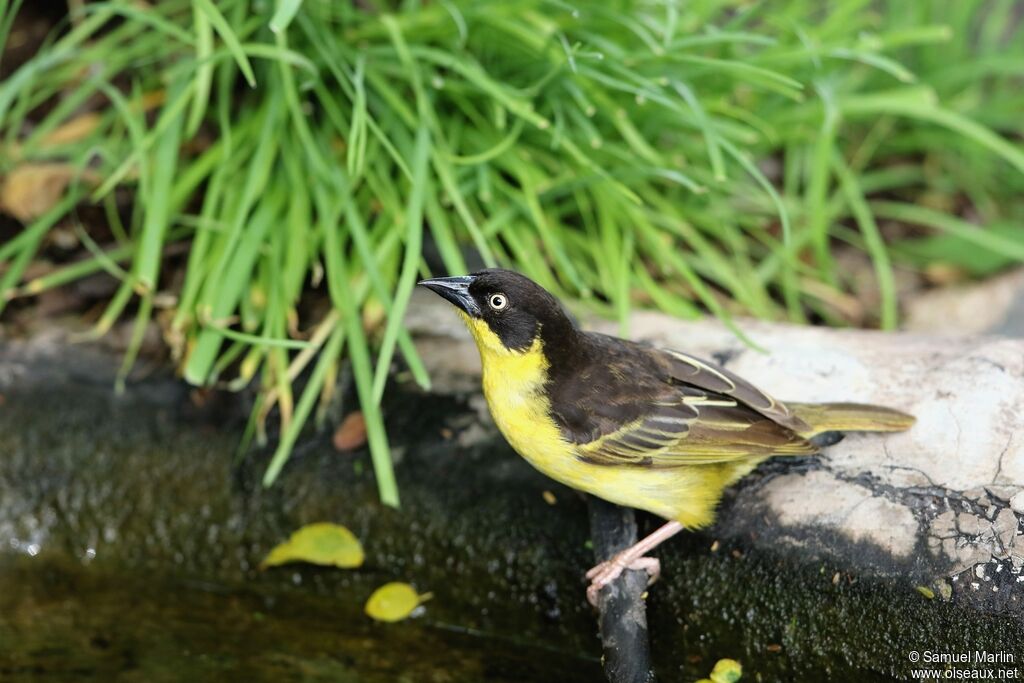 Baglafecht Weaver