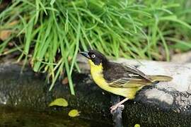 Baglafecht Weaver