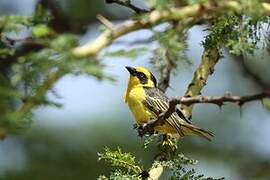 Baglafecht Weaver