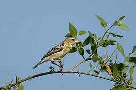 Baya Weaver