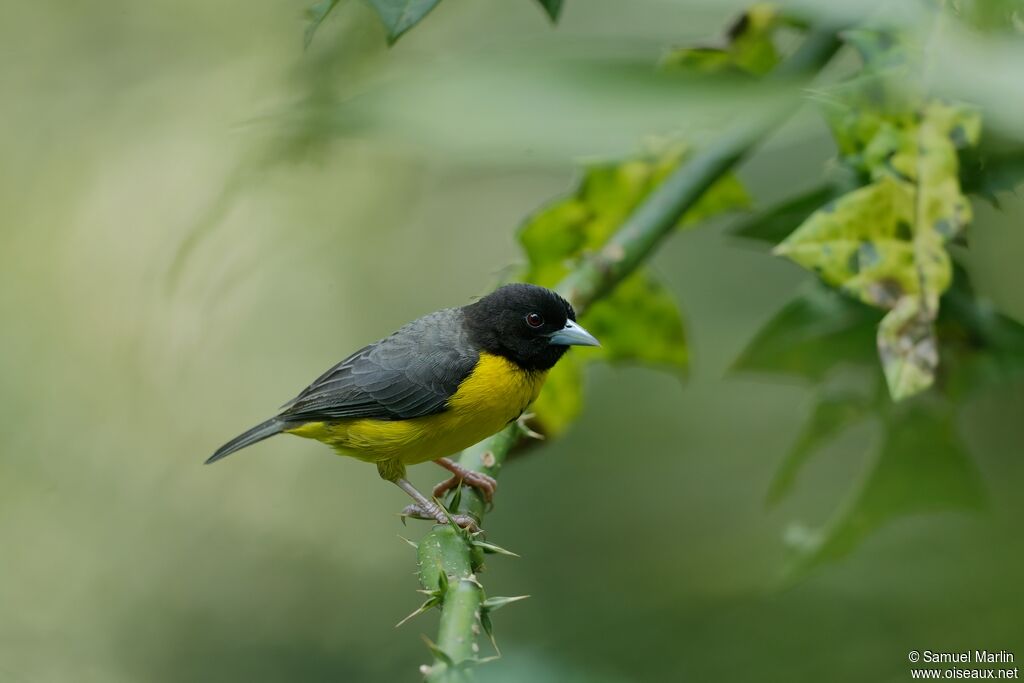 Dark-backed Weaveradult