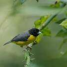 Tisserin bicolore