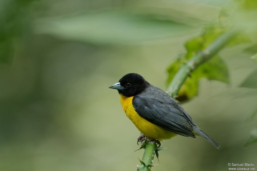 Dark-backed Weaveradult