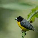 Tisserin bicolore