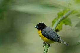 Dark-backed Weaver