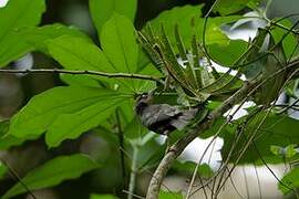 Maxwell's Black Weaver