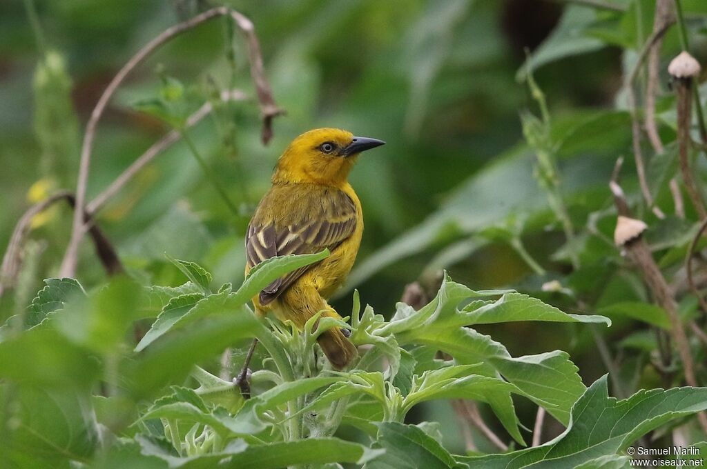 Tisserin de Pelzelnadulte