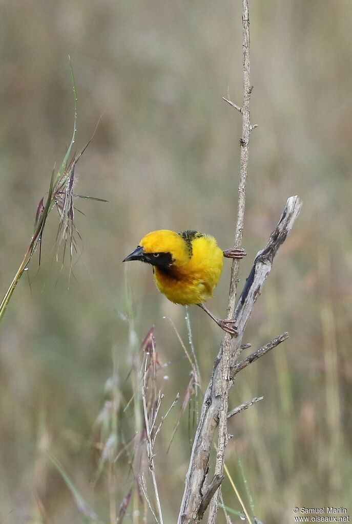 Speke's Weaver male adult