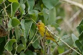 Taveta Weaver