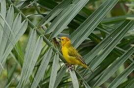 Taveta Weaver