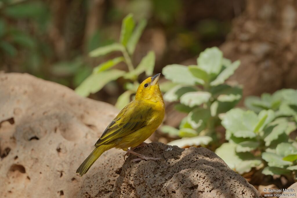 Taveta Weaver female adult