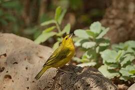 Taveta Weaver