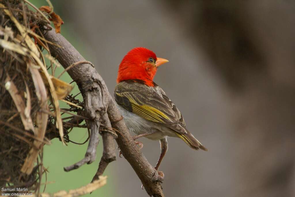 Red-headed Weaver male adult breeding, pigmentation