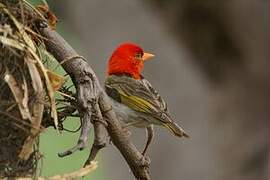 Red-headed Weaver