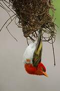 Red-headed Weaver