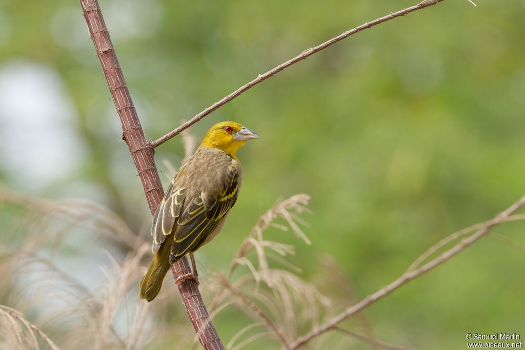 Village Weaver female adult