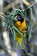 Village Weaver