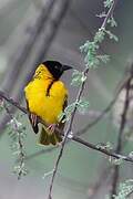 Village Weaver