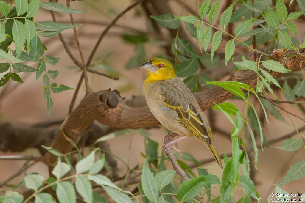 Village Weaver female adult