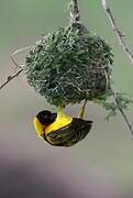 Village Weaver