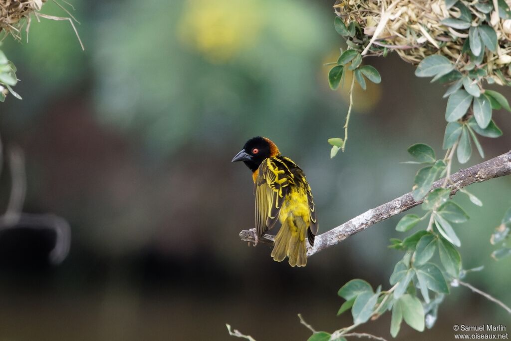 Village Weaver male adult