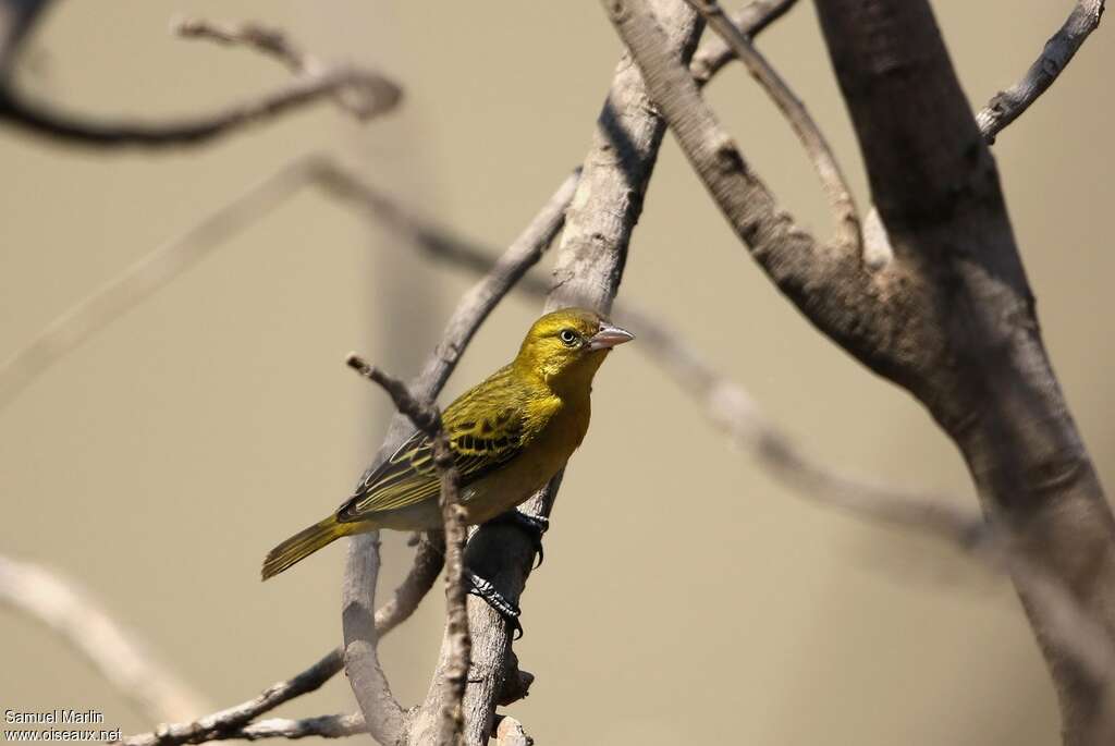 Lesser Masked Weaver female adult, identification