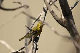 Lesser Masked Weaver