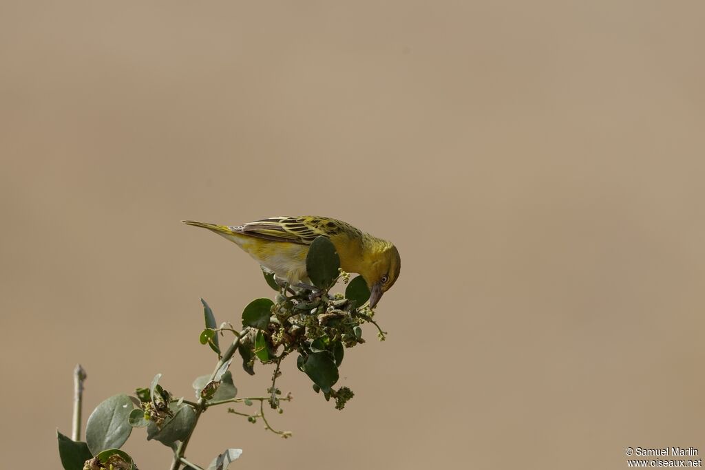 Lesser Masked Weaver female adult