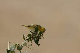 Lesser Masked Weaver