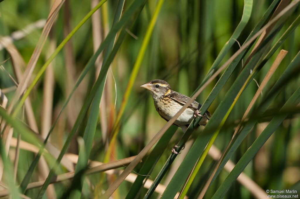 Streaked Weaver female adult