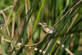 Streaked Weaver