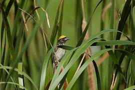 Streaked Weaver