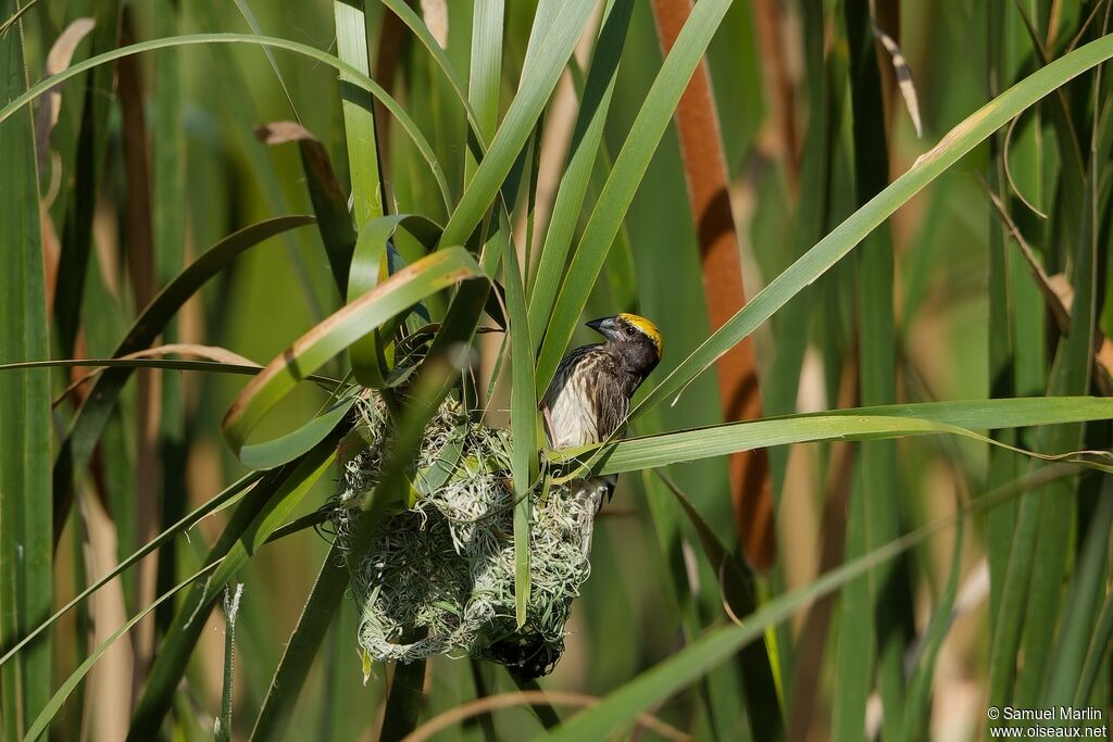 Streaked Weaveradult, Reproduction-nesting