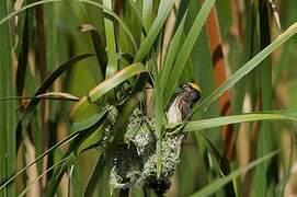 Streaked Weaver