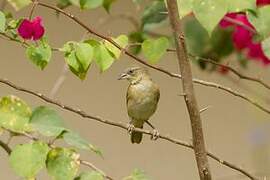 Heuglin's Masked Weaver