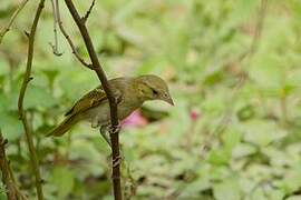 Little Weaver