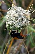 Chestnut-and-black Weaver