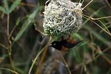 Tisserin noir et marron