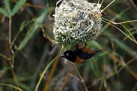 Chestnut-and-black Weaver