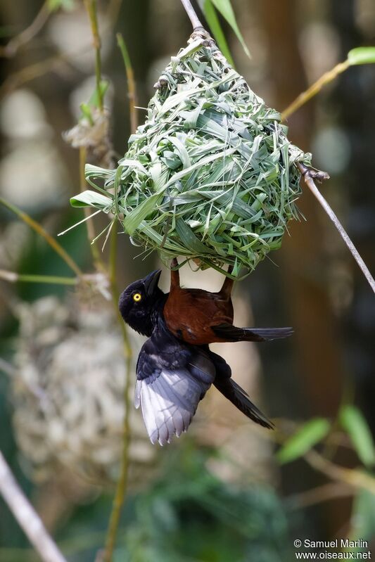 Chestnut-and-black Weaver male adult, Reproduction-nesting